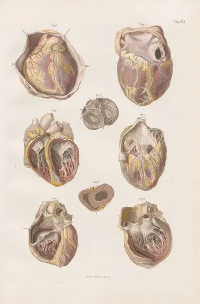 The heart, its cavities and valves by Carl Ernst Bock, 1880 — digital art print download