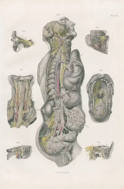 Sympathetic system of nerves, with the principal cerebrospinal nerves in connection therewith by Carl Ernst Bock, 1880 —…