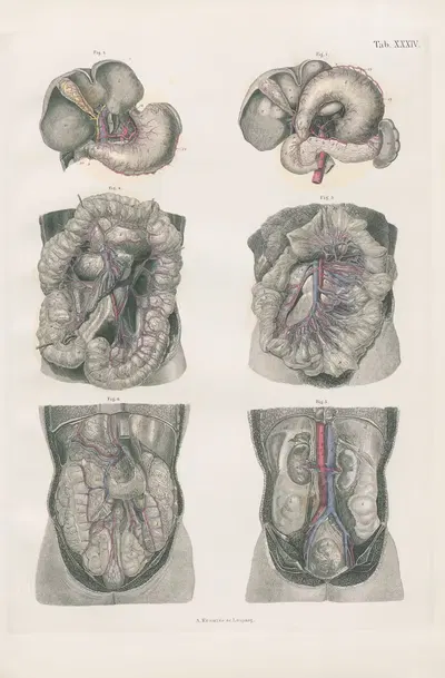 Principal organs of digestion, with deeper blood-vessels of abdominal viscera by Carl Ernst Bock, 1880 — digital art print…