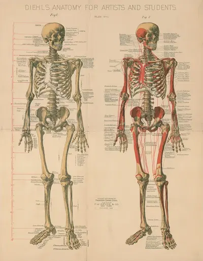 Diehl's Anatomy for artists and students Pl.1 by Conrad Diehl, 1888 — digital art print download