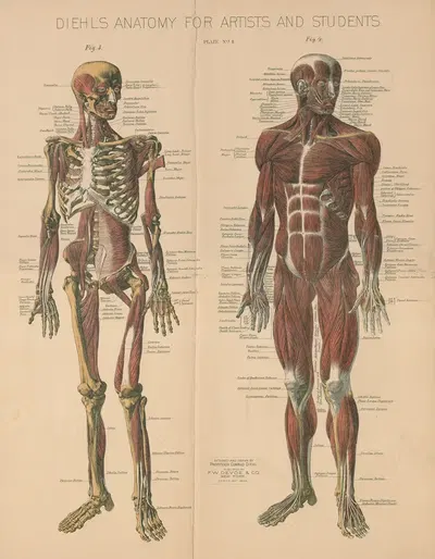 Diehl's Anatomy for artists and students Pl.2 by Conrad Diehl, 1888 — digital art print download