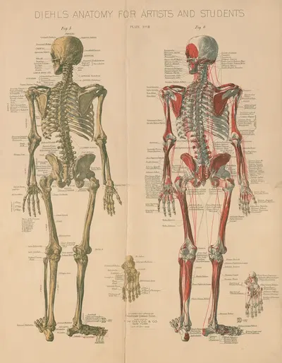 Diehl's Anatomy for artists and students Pl.3 by Conrad Diehl, 1888 — digital art print download