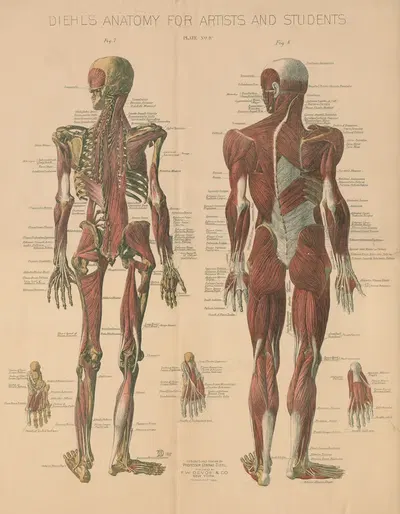 Diehl's Anatomy for artists and students Pl.4 by Conrad Diehl, 1888 — digital art print download