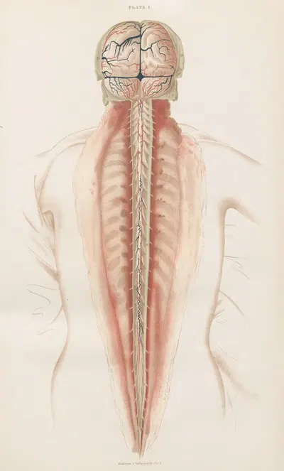 Anatomy of the brain Pl.01 by John Lizars, 1854 — digital art print download