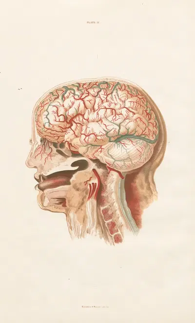 Anatomy of the brain Pl.02 by John Lizars, 1854 — digital art print download
