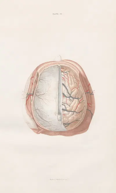 Anatomy of the brain Pl.03 by John Lizars, 1854 — digital art print download