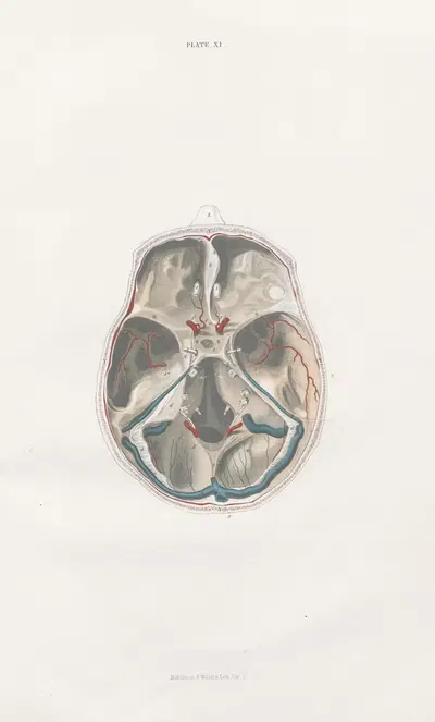 Anatomy of the brain Pl.11 by John Lizars, 1854 — digital art print download