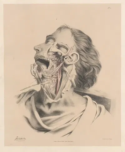 Язычные, глоточные и внутренние сонные артерии by Жозеф Макиллис, 1844 — digital art print download