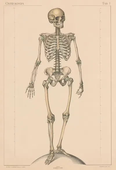 Anatomie normale du corps humain Pl.02 by Sigismond Laskowski, 1894 — digital art print download