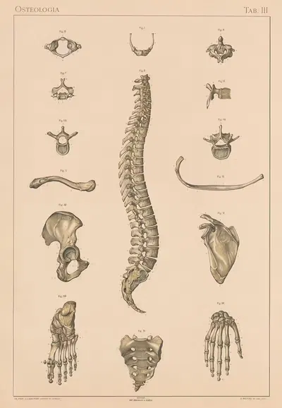 Anatomie normale du corps humain Pl.04 by Sigismond Laskowski, 1894 — digital art print download