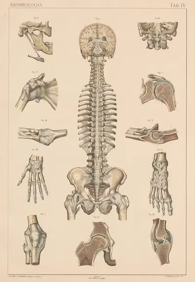 Anatomie normale du corps humain Pl.05 by Sigismond Laskowski, 1894 — digital art print download