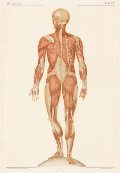 Anatomie normale du corps humain Pl.07 by Sigismond Laskowski, 1894 — digital art print download