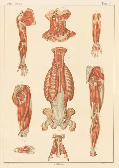 Anatomie normale du corps humain Pl.08 by Sigismond Laskowski, 1894 — digital art print download