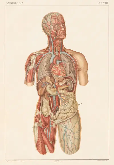 Anatomie normale du corps humain Pl.09 by Sigismond Laskowski, 1894 — digital art print download