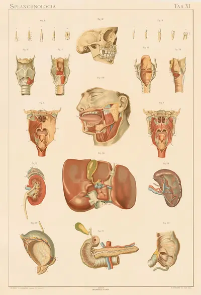 Anatomie normale du corps humain Pl.12 by Sigismond Laskowski, 1894 — digital art print download