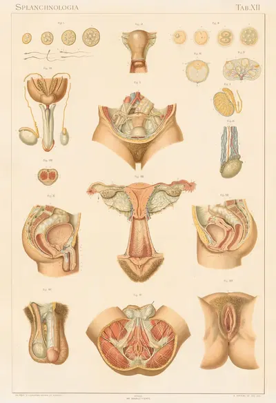 Anatomie normale du corps humain Pl.13 by Sigismond Laskowski, 1894 — digital art print download
