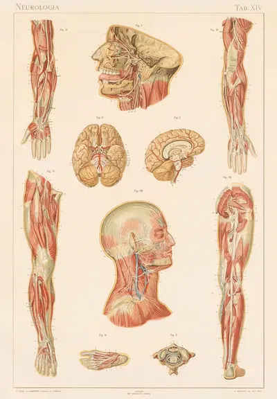 Anatomie normale du corps humain Pl.16 by Sigismond Laskowski, 1894 — digital art print download