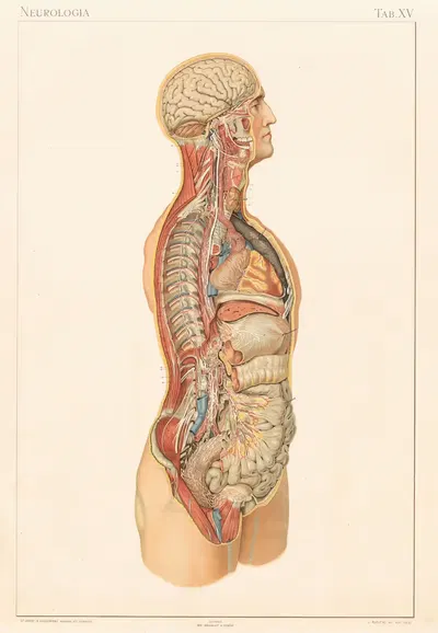 Anatomie normale du corps humain Pl.17 by Sigismond Laskowski, 1894 — digital art print download