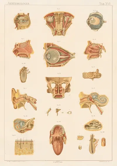 Anatomie normale du corps humain Pl.18 by Sigismond Laskowski, 1894 — digital art print download