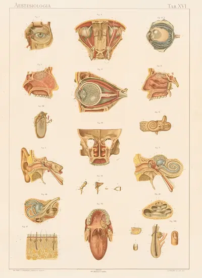 Anatomie normale du corps humain Pl.19 by Sigismond Laskowski, 1894 — digital art print download