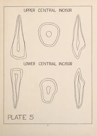 Upper and Lower Central Incisors by Edward Drosen, 1924 — digital art print download