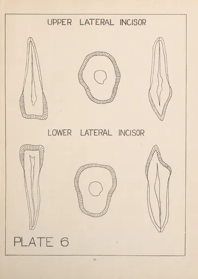 Upper and Lower Lateral Incisors by Edward Drosen, 1924 — digital art print download