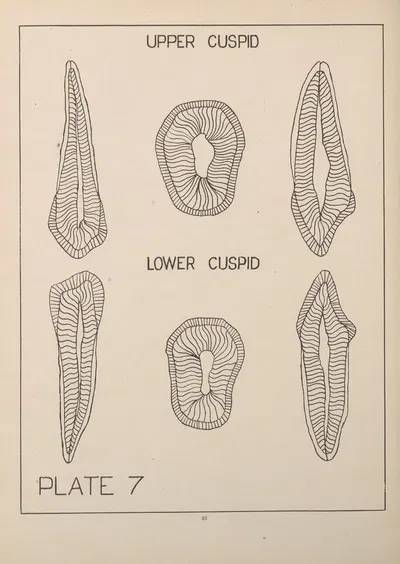 Upper and Lower Cuspid by Edward Drosen, 1924 — digital art print download