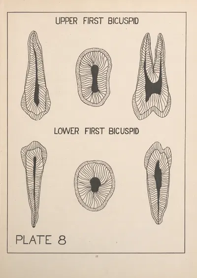 Upper and Lower First Bicuspid by Edward Drosen, 1924 — digital art print download