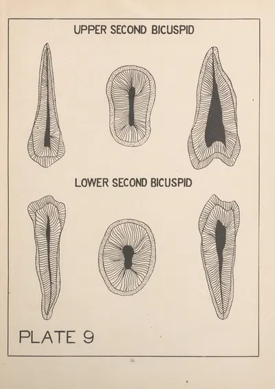 Upper and Lower Second Bicuspid by Edward Drosen, 1924 — digital art print download