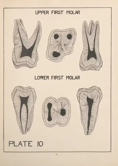 Upper and Lower First Molar by Edward Drosen, 1924 — digital art print download