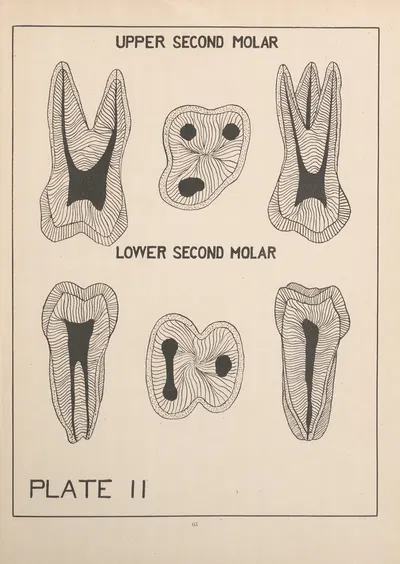 Upper and Lower Second Molar by Edward Drosen, 1924 — digital art print download