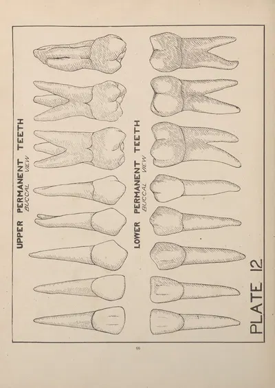 Upper and Lower Permanent Teeth—Buccal View by Edward Drosen, 1924 — digital art print download
