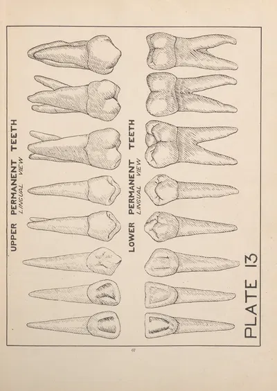 Upper and Lower Permanent Teeth—Lingual View by Edward Drosen, 1924 — digital art print download