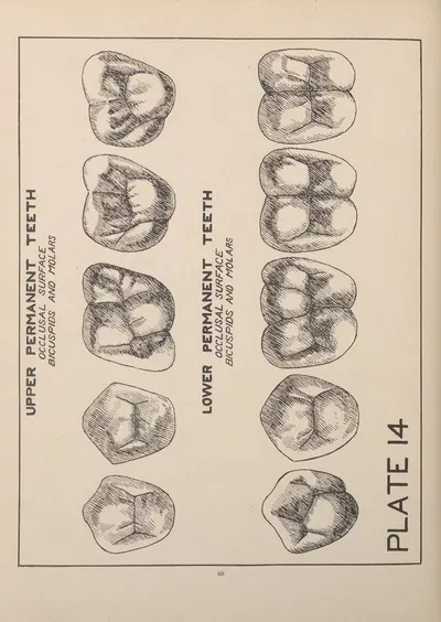 Bicuspids and Molars—Occlusal View by Edward Drosen, 1924 — digital art print download