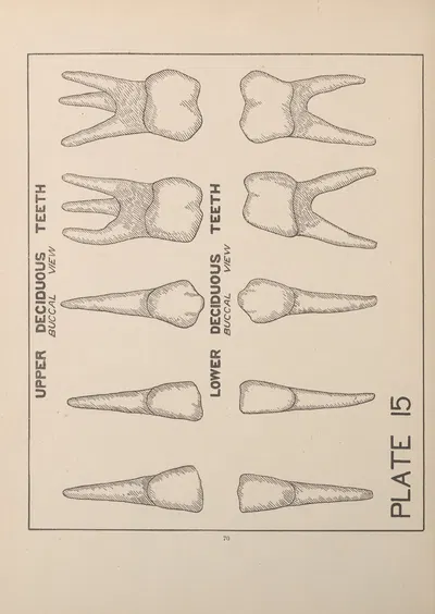 Upper and Lower Deciduous Teeth by Edward Drosen, 1924 — digital art print download