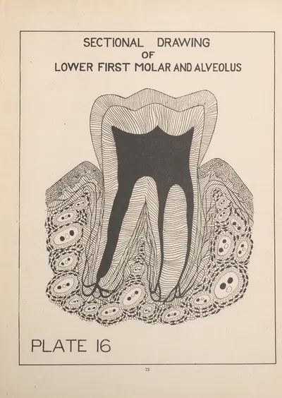 Lower First Molar and Alveolus by Edward Drosen, 1924 — digital art print download