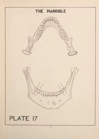 The Mandible by Edward Drosen, 1924 — digital art print download