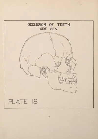 Occlusion of the Teeth—Side View by Edward Drosen, 1924 — digital art print download