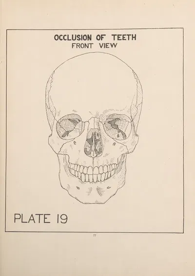 Occlusion of the Teeth—Front View by Edward Drosen, 1924 — digital art print download