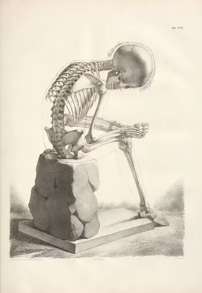 Elementi di anatomia fisiologica applicata alle belle arti figurative Pl.08 by Francesco Bertinatti, 1837-1839 — digital…
