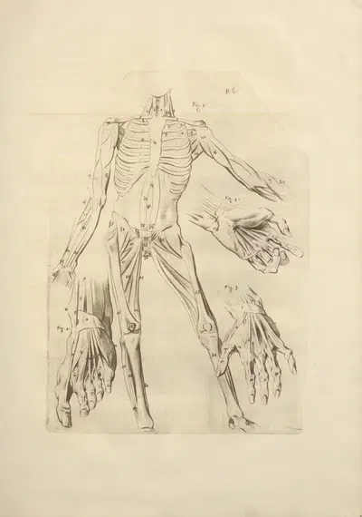 Nouveau recueil d'ostéologie et de myologie; dessiné d'après nature Pl.45 by Jacques Gamelin, 1779 — digital art print…