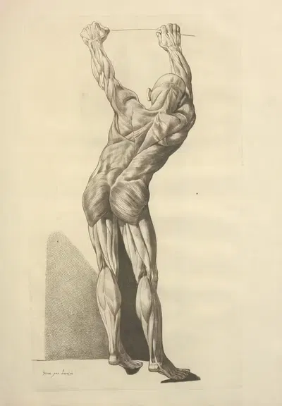 Nouveau recueil d'ostéologie et de myologie; dessiné d'après nature Pl.55 by Jacques Gamelin, 1779 — digital art print…