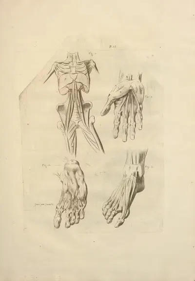 Nouveau recueil d'ostéologie et de myologie; dessiné d'après nature Pl.60 by Jacques Gamelin, 1779 — digital art print…