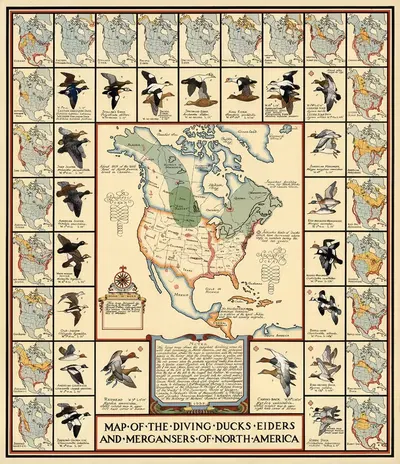 Map Of the Diving Ducks Eiders and Mergansers of North America by Joseph Patterson Sims, 1937 — digital art print download