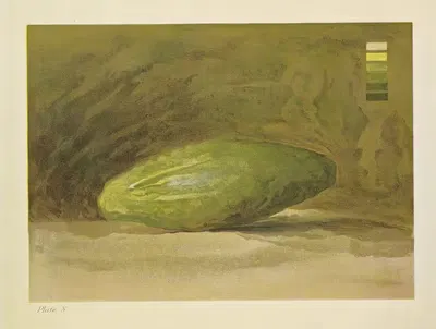 A Cucumber by Caroline West Van Helden, 1912 — digital art print download