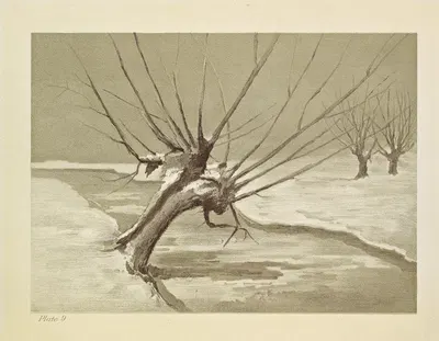 Tree-Trunk and Branches by Caroline West Van Helden, 1912 — digital art print download