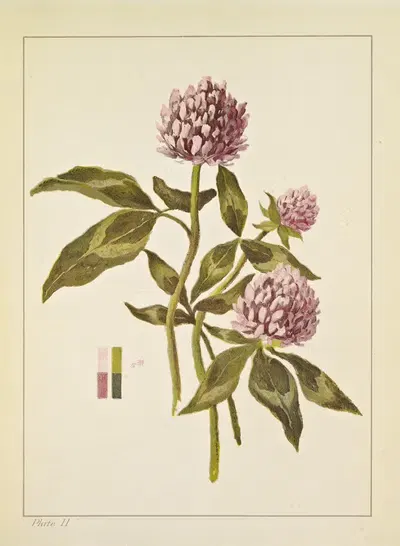 Flower Study in Two Tones by Caroline West Van Helden, 1912 — digital art print download