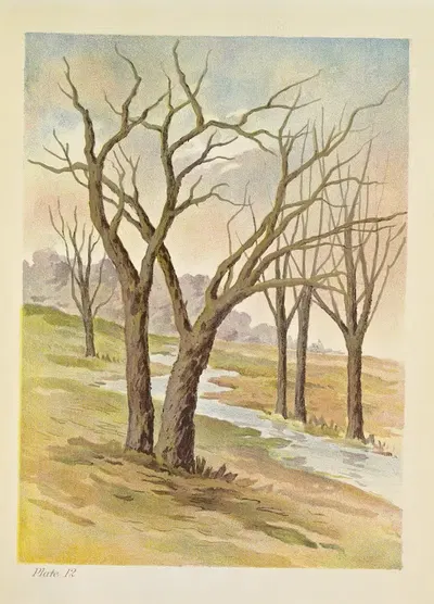Leafless Trees by Caroline West Van Helden, 1912 — digital art print download