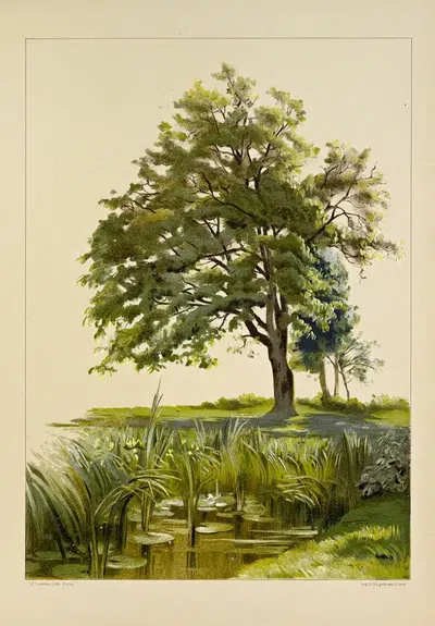 Etude des tons verts - Noyer au bord d’une mare by Ernest Hareux, 1900 — digital art print download