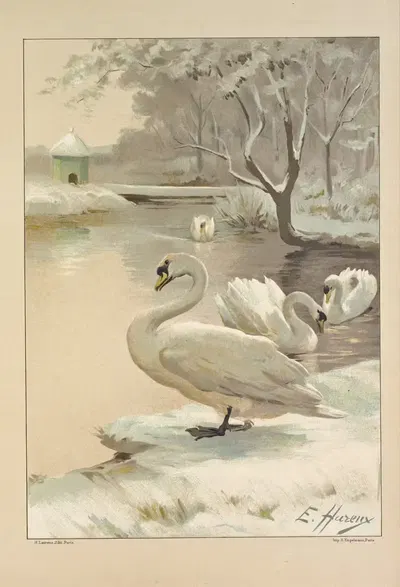 Étude des tons blancs - Cygnes dans la neige by Ernest Hareux, 1900 — digital art print download